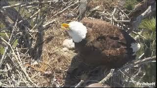 Teamwork in Action: Intruder Alert! - SWFL Eagles Nest M15 & F23 (12/22)