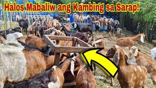 Pagkain na Pinaka-Gusto at Nagpapataba ng Kambing - Panoorin