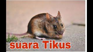 SUARA TIKUS untuk kucing