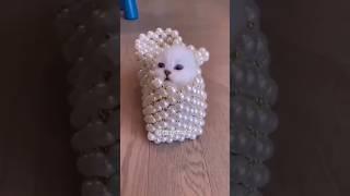 cutycutecute #cats #cat #kitten #pets #funnyanimals ##catvideos #catlover #cuteanimals #kittens