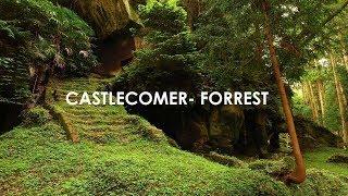 Castlecomer -  Forrest