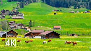 Switzerland  Zweisimmen, the gateway to the world-famous Gstaad region