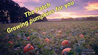 The Patch: Overview of the process of growing pumpkins for an agritourism pumpkin patch.