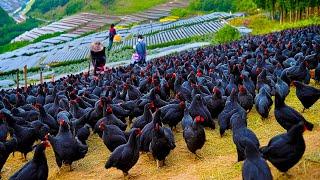 How Chinese Raising Millions of Black Chicken For Eggs and Meat - Black Chicken Farming Technique