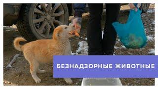 Как Ставрополь решает проблему с бездомными животными?