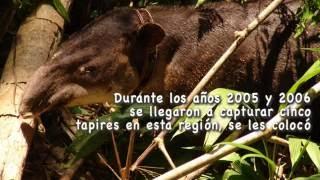 Tapir Centroamericano: El Arquitecto de la Naturaleza