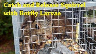 The Squirrel Trap, Catch and Release with botfly larvae