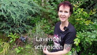 Lavendel schneiden - Anleitung, wie es garantiert gelingt