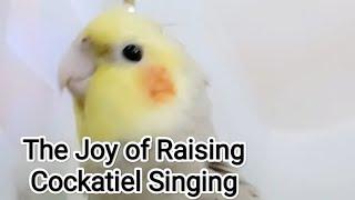 Could the Cockatiel be Singing a Love Songs ? The Joy of Raising Cockatiel Singing