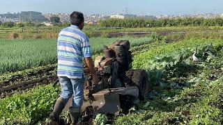 PASSANDO O TOBATA NA COUVE HI-CROP - SE NÃO TEM VENDA TEM QUE DESOCUPAR A HORTA