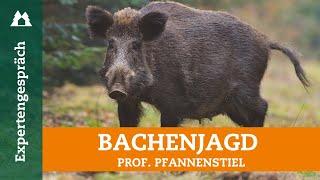 Schwarzwildjagd | So erlegt ihr gezielt Bachen | Sauen | Muttertierschutz | Jagdarten | Jagdtipps