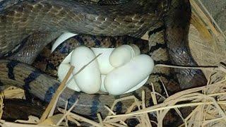 Wow Video The big snake is laying eggs | Sreyloeng Home Trap ,