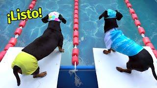 Las Salchiolimpiadas - Divertidas competencias de perros salchicha 