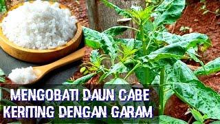 Cara memulihkan daun cabe keriting dengan garam akibat Thrips dan Tungau