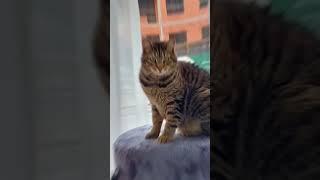 Кот из приюта может больше любить и быть более любимым, чем дорогой породистый кот