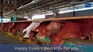 Happy Cows = Best Milk for You | Best A2 cow milk in Pune | Mr. Milk