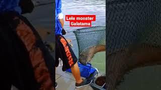 Mancing ikan lele monster #shorts #mancing #mancingmania #mancinglele #ikanlele #short