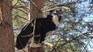 Pusya the Cat Diary. Rest in the country