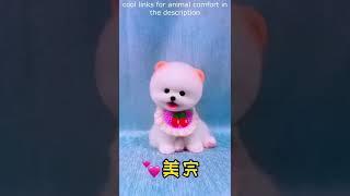 Top  Funny animals videos - Try Not To Laugh  - 80 #Shorts
