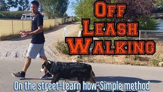 Learn the simple process to walk off leash with distractions