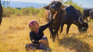 Anadolu'da Manda Yetiştiriciliği- Köyde Kadın Olmak-| Belgesel-4K