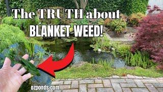 The TRUTH about Blanket Weed (String Algae) in your Pond!