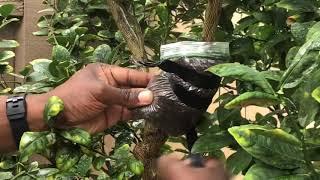 How to Air Layer Citrus Trees with and easy technique
