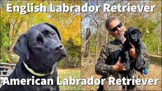 English Labrador Retriever | Purchasing & Training Considerations