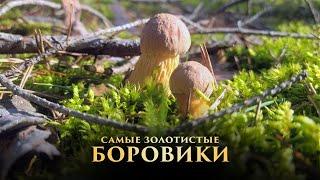 Самые золотистые БОРОВИКИ!!!