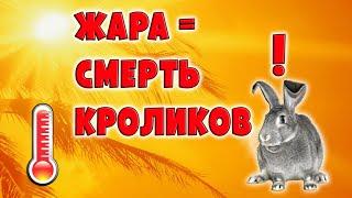 ЖАРА = СМЕРТЬ ДЛЯ КРОЛИКОВ