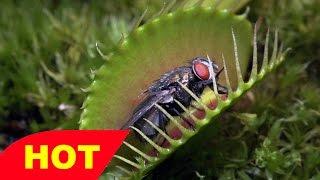 Life ep 9 BBC, 2009, Plant Documentary with sir David Attenborough   Documentary HD