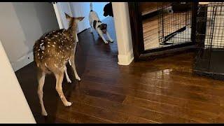 Dogs let deer inside the home