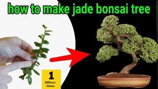 how to make Jade plant bonsai for cutting | jade bonsai | jade bonsai tree | jade plant bonsai