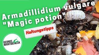 Haltungstipps für die Armadillidium vulgare "Magic potion"