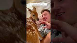 This man rescued a small, injured deer and raised it in his warm home #animalshorts #deer