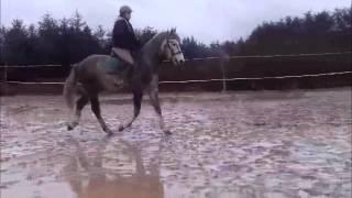 Irish Sports Horse for sale 1