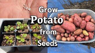 How to Grow Potatoes from Seeds | Easy DIY Planting Guide