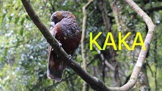 Two New Zealand Kaka (big brown parrots) fighting at a feeding station