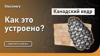 Канадский кедр | Как это сделано? | Discovery Channel