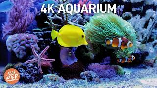 8+ Stunden entspanntes Aquarium | 4K Unterwasser Video | Real Wild Deutschland