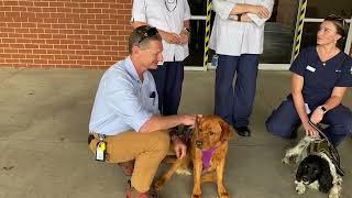 Orange Staff Wellness Dogs