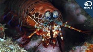 How Can Mantis Shrimp Help Fight Cancer?