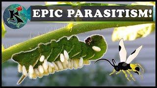 Caterpillar Parasitism & Parasitoid Wasps! | Tobacco & Tomato Hornworm | Koaw Nature