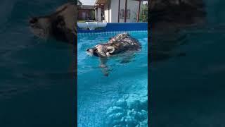 Енот Тёма не хочет выходить из бассейна