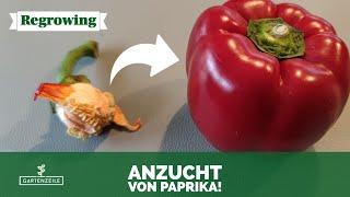 Paprika aussäen & vorziehen 🫑 Schritt für Schritt erklärt! Eine Paprika  über 30 neue Pflanzen!