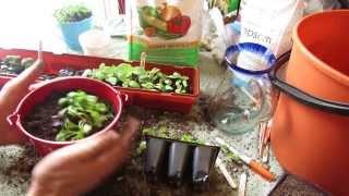 How to Make Cilantro and Basil Windowsill Herb Pots: Transplants! - MFG 2014