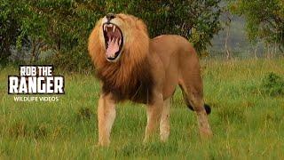 Hungry Lion Joins The Feast As The Rain Comes Down! | Lalashe Maasai Mara Safari