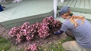 Replanting ANNUALS in the garden (FREE plants for my client)