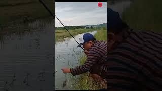 sh Hunting||Tilapia Traditional Fishing||Fishing For Tilapia Using Moss Bait#shorts