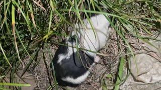 Abandoned when he was only 2 weeks old, the puppy lay helplessly crying in the grass in the park